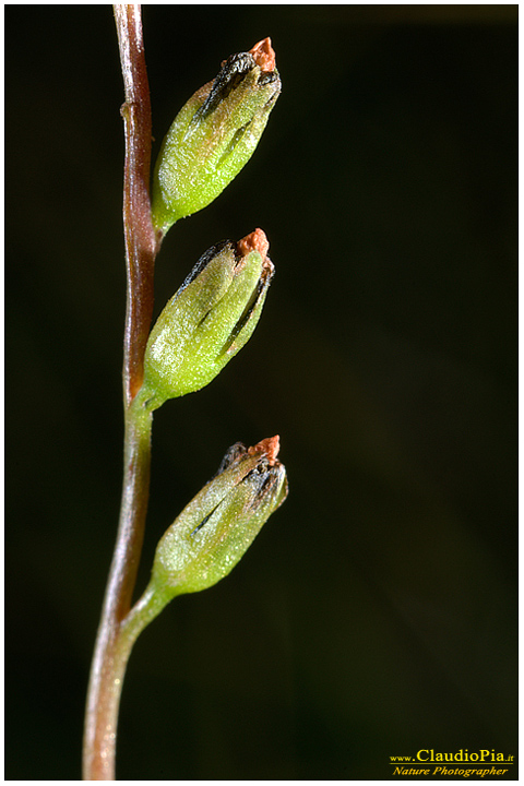 drosera rotundifolia, pianta insettivora, rosolida, pianta carnivora,  pinguicola drosera val d'aveto